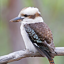 Kookaburra