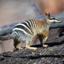 Numbat