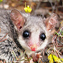 Pigmy Possum
