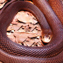 Taipan