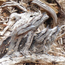 Tawny Frogmouth